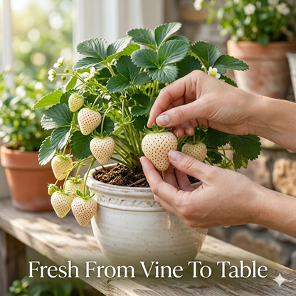 🌿The Living Jewel: Rare White Strawberry – 🌱Ultra-Premium Heirloom Variety for Backyard Orchard-BP